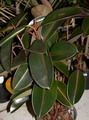 فیلتوس , rubber fig , rubber bush,bali,rubber plant